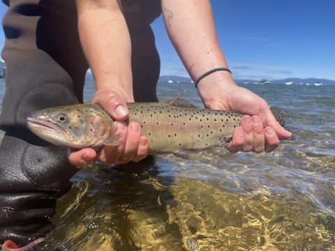 A Pilot Peak Lahontan cutthroat trout being held by a biologist just above the water prior to its release into Lake Tahoe.