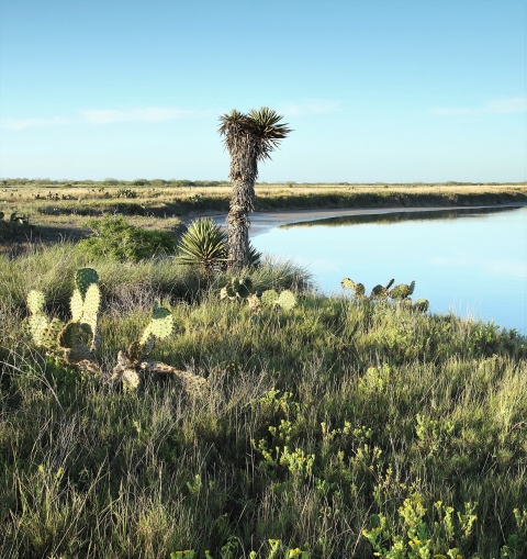 Laguna Atascosa NWR vegetaation