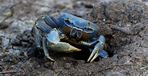 Land Crab coming out of burrow