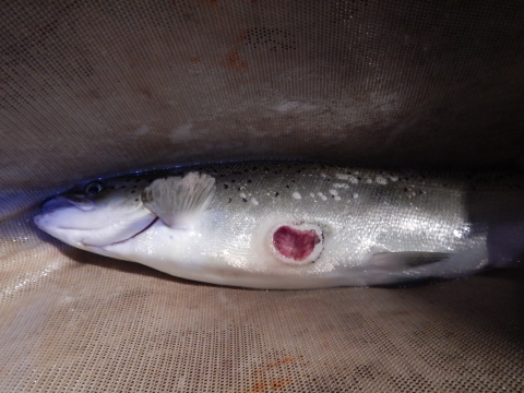 Landlocked Atlantic salmon with sea lamprey wound.