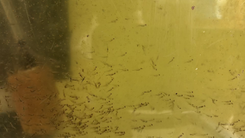larval striped bass with air stone in aquarium