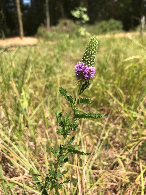 image of a leafy prairie clover
