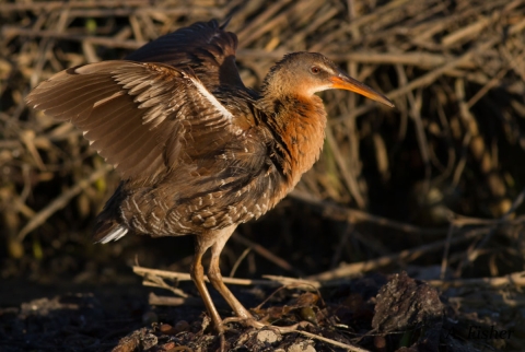 Light-footed Ridgeway's Rail extends its wings 