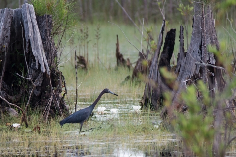 A little blue heron stalks among the cypress knees in the lagoon at Bon Secour NWR