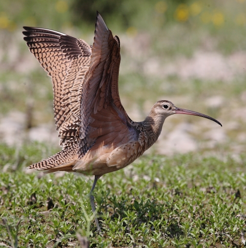 long- billed curlew with spread wings