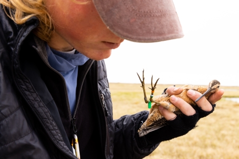 A male biologist holding a medium sized brown shorebird and puts on colored leg bands.
