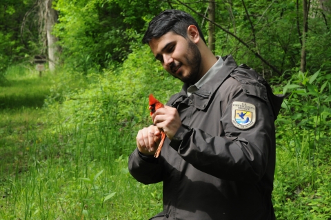 A man in a Fish and Wildlife Service uniform holds a red cardinal in his hand.