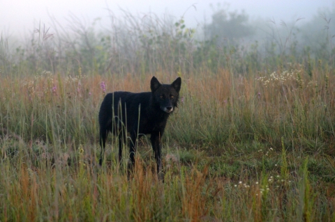 An all black timber wolf standing in the prairie