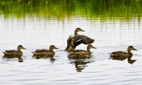 Mallard ducks in wetlands at Modoc NWR.