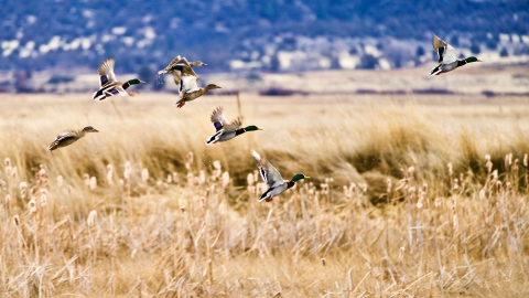 Mallard ducks flying across field at Modoc NWR
