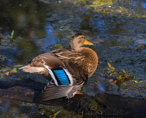 Mallard facing right across water with bright blue wing band in focus