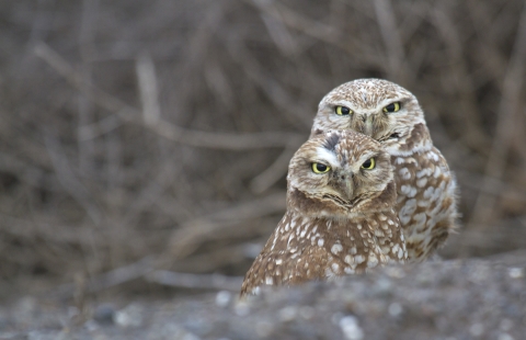Two burrowing owls on the ground outside their burrow looking at the camera.