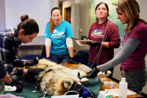 a group of four biologists stand around a sedated Mexican wolf on a table