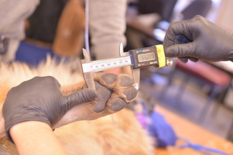 a Mexican wolf paw is held with on hand while another hand measures the paw with a measuring device