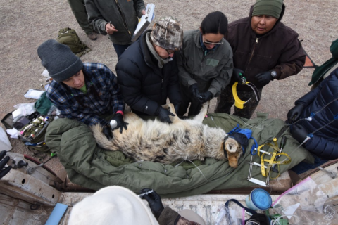 a team of seven biologists examine a Mexican wolf on a truck bed