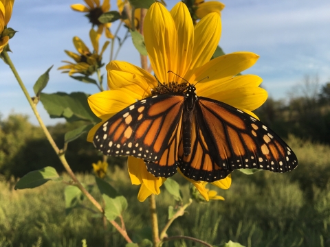 Monarch butterfly rests on flower.