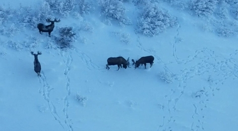 Tetlin National Wildlife Refuge moose 