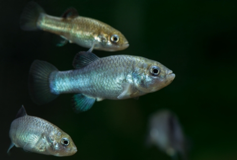 Four small blue fish, swimming in dark colored water