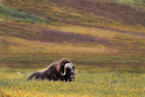 a muskox rests in the fall tundra