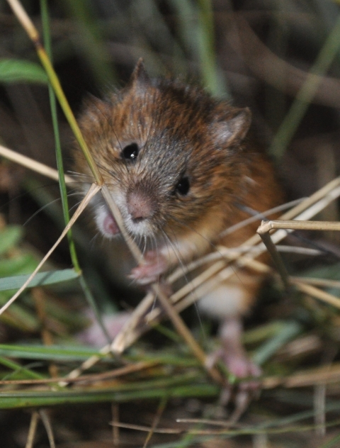 New Mexico meadow jumping mouse feeding on grass