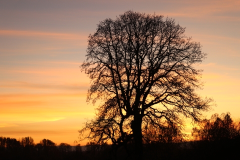 Oak tree silhouette as the sunsets and sky turns from purple to orange to yellow 
