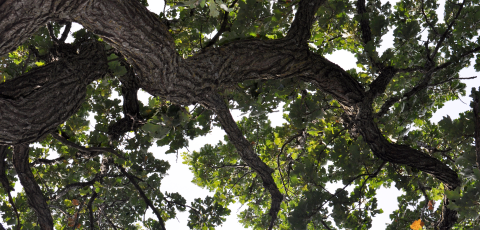 Looking up through the branches of a mature oak in the summer