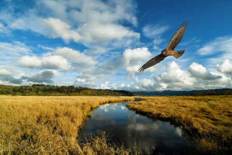 Northern harrier in flight over channel through a dry grassy field to Steigerwald Lake under blue skies
