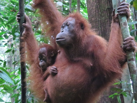 Orangutan female holding onto vegetation with infant clinging to her side