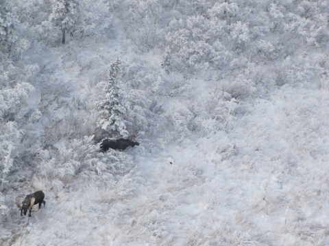 Aerial photo of two adult bull moose with antlers standing in a snowy boreal landscape on Kanuti National Wildlife Refuge.