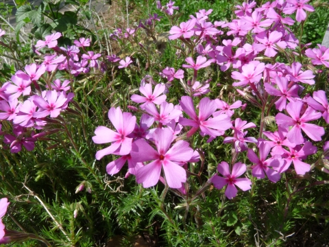 Bunches of purple flowers with five petals over green stalks and folliage.