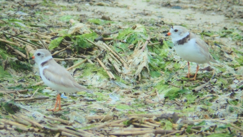 Piping plovers in the wrack line at Milford Point