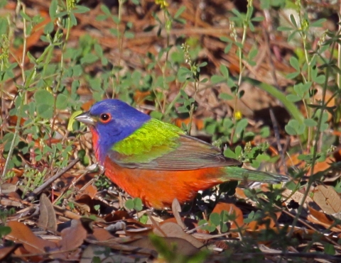 A multi-colored male painted bunting in the leaf litter.