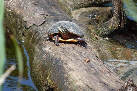 A painted turtle sitting on a fallen log