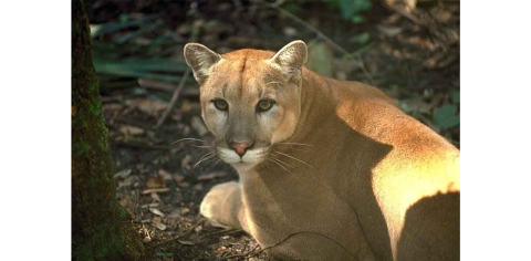 Florida Panther