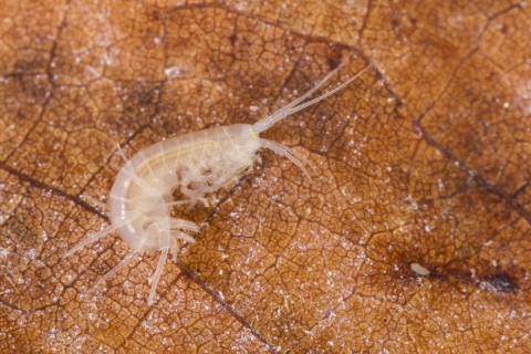 Photo of a mostly transparent and slightly orange-colored Peck's cave amphipod resting on a brown decomposing leaf.