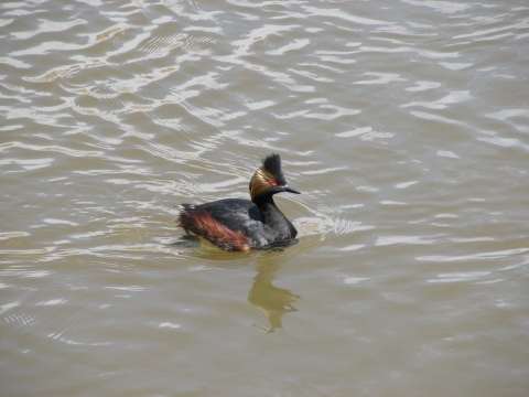 Eared Grebe on the North Platte River