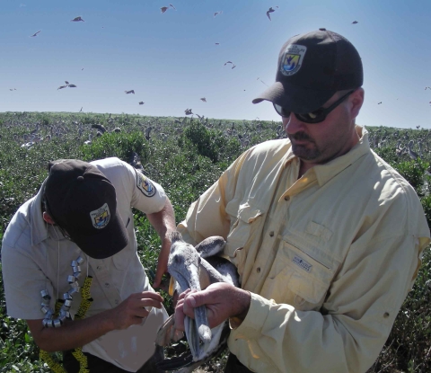 Two biologists put a leg band on a young brown pelican
