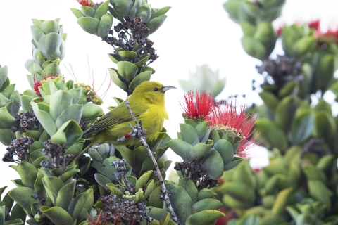 A yellow bird sitting on a branch amidst green leaves and red flowers 