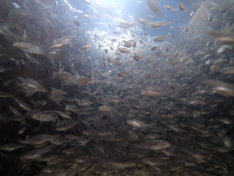 many young striped bass