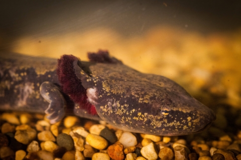 Up close side view of a mudpuppy with rocks underneath it. 