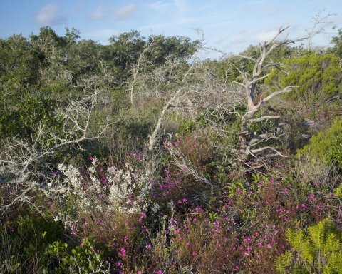 A view of pink and white wildflowers from Pine Beach Trail