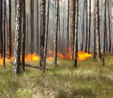 A low fire burns grass and shrubs in a pine forest