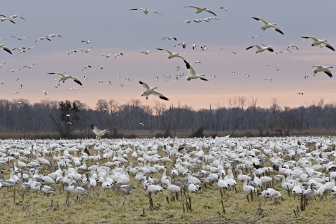 Partners for Fish and Wildlife: Migratory Snow Geese Overwintering on Private Lands Adjacent to Prime Hook NWR in Delaware