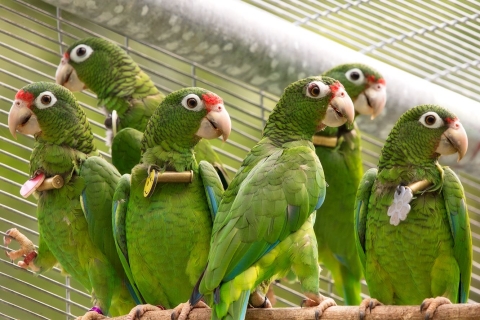 Partners for Fish and Wildlife: Puerto Rican Parrots at the FWS Aviary Facility in Maricao, Puerto Rico. 