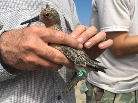 Red Knot Banding in Coastal Louisiana