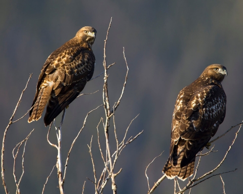 A pair of red-tailed hawks sit together in a tree