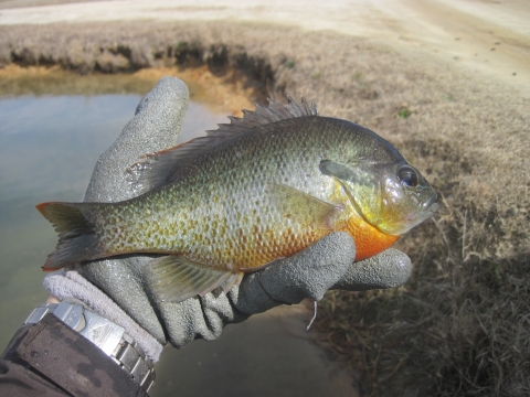 redbreast sunfish in biologist hand
