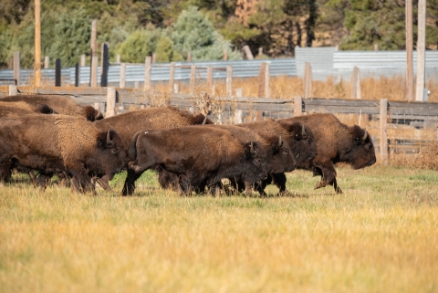 A herd of bison run across a grassy field