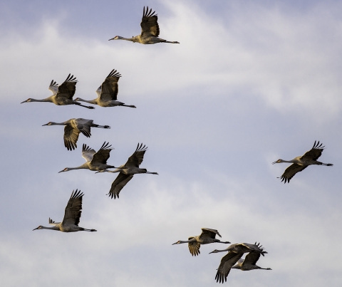 11 sandhill cranes in flight with wings outstretched, with only the sky in the background. The cranes are all flying to the left and the sky is a mix of periwinkle blue and thin white clouds.