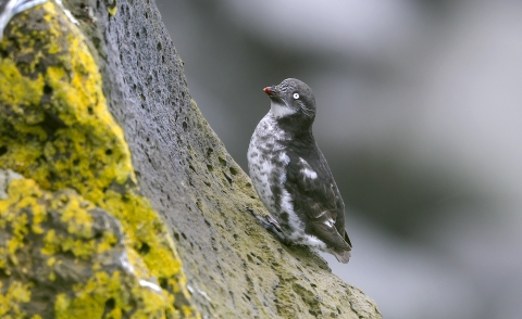 Small black and white bird with orange bill perches on gray and green cliff.